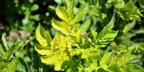 Zašto listovi paradajza požute i osuše se u stakleniku